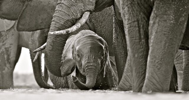 Elephant baby at waterhole