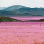 The “Driest place on Earth” is covered in pink flowers after rain