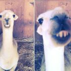 Yoda the llama has finally found a place to live and he can’t wipe the smile off his face